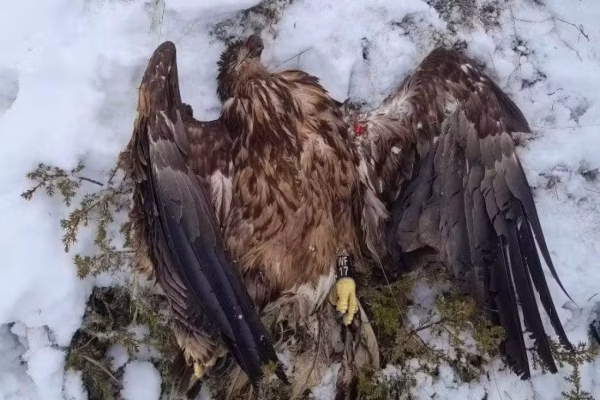 60’000 Euro Strafe: Hobby-Jäger tötet Seeadler