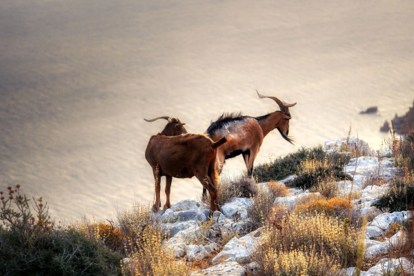 Pest in Griechenland: 9’000 Tiere notgeschlachtet