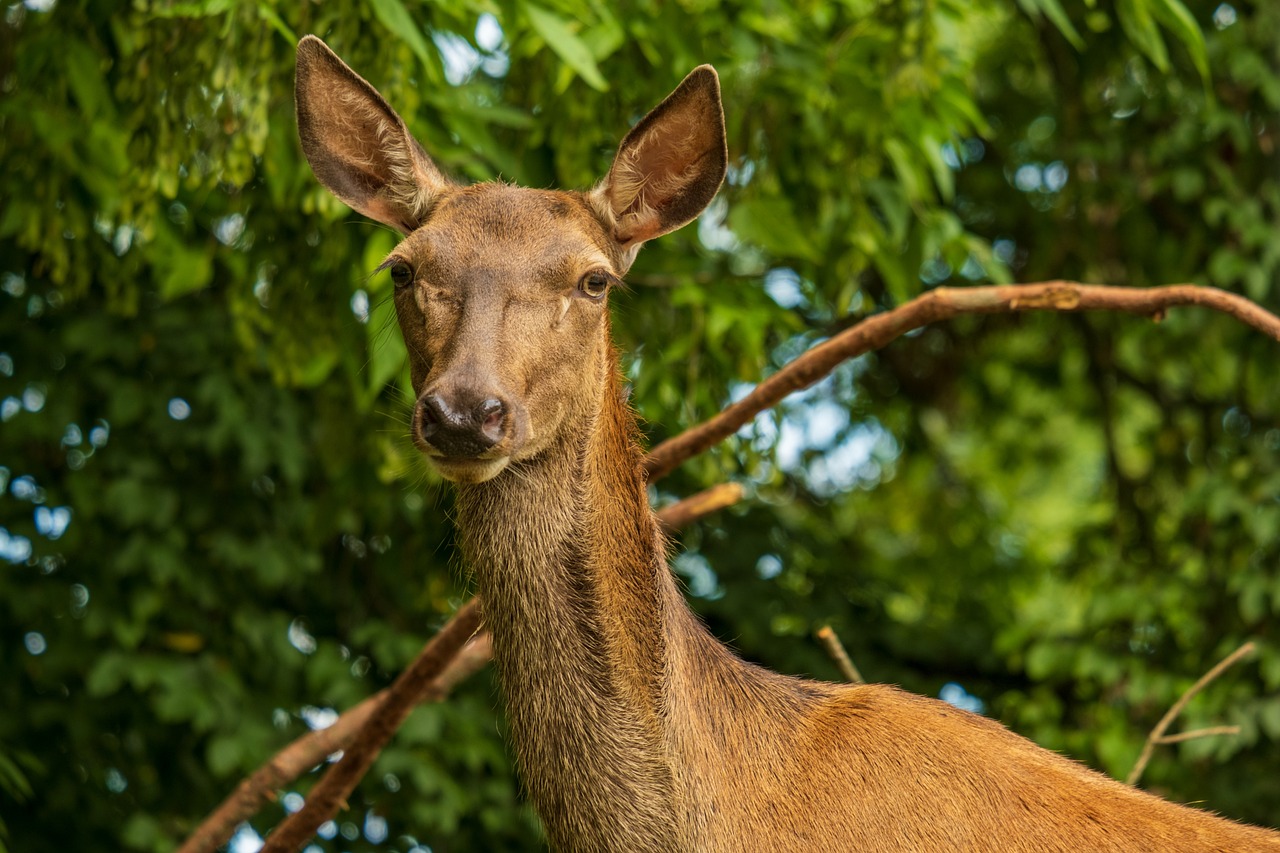 Berner Hobby-Jäger sollen mehr weibliche Hirsche erlegen