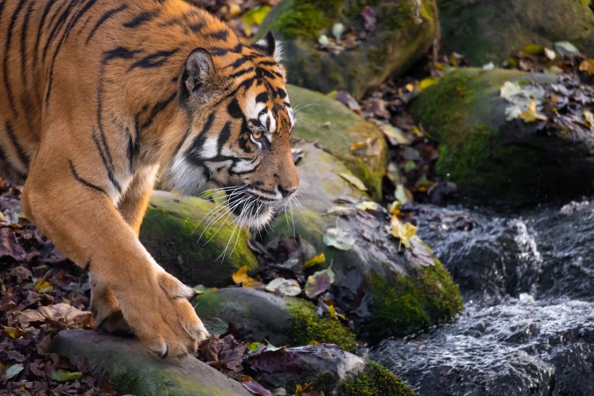 Erfolgreiche Tiger-Erhaltungsbemühungen in Thailand führen zu einer Zunahme der wilden Tigerpopulation