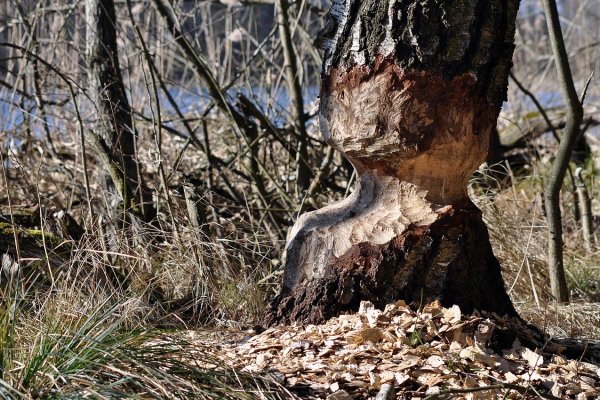 Wildtierregulierung: Naturschutz protestiert