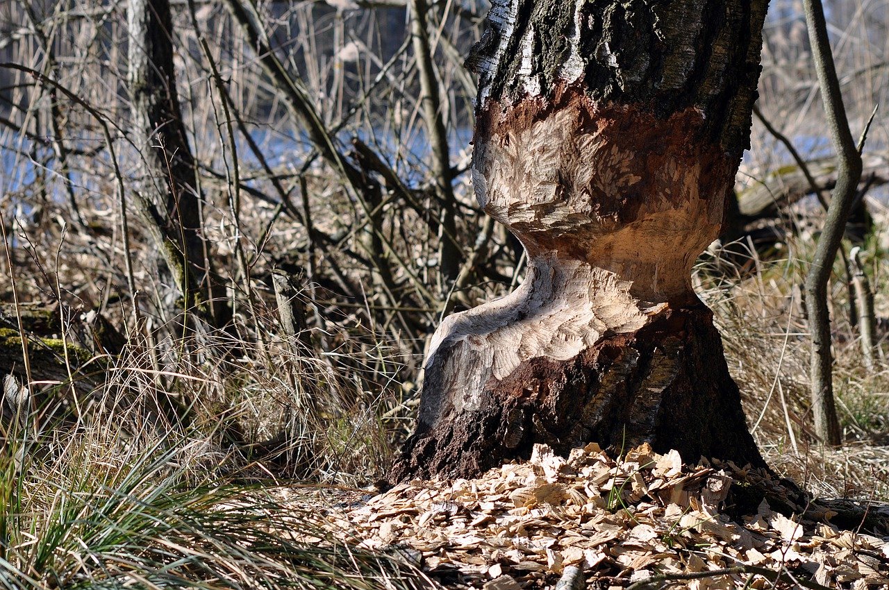 Wildtierregulierung: Naturschutz protestiert