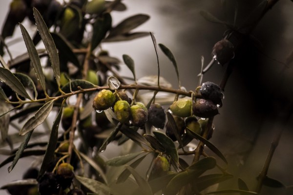 Olives : une arme contre l'obésité ?