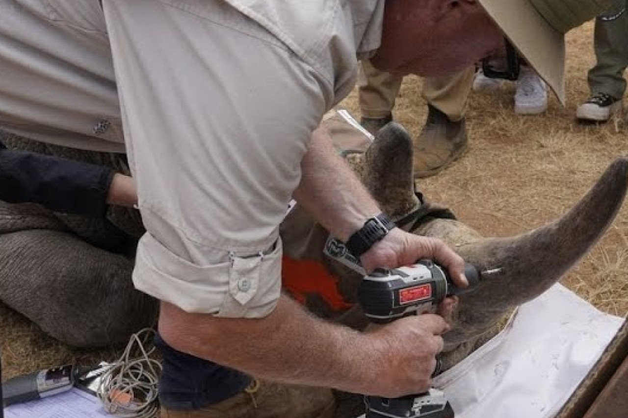 Revolutionäre Methode in Südafrika entwickelt, um Nashorn-Wilderei abzuschrecken