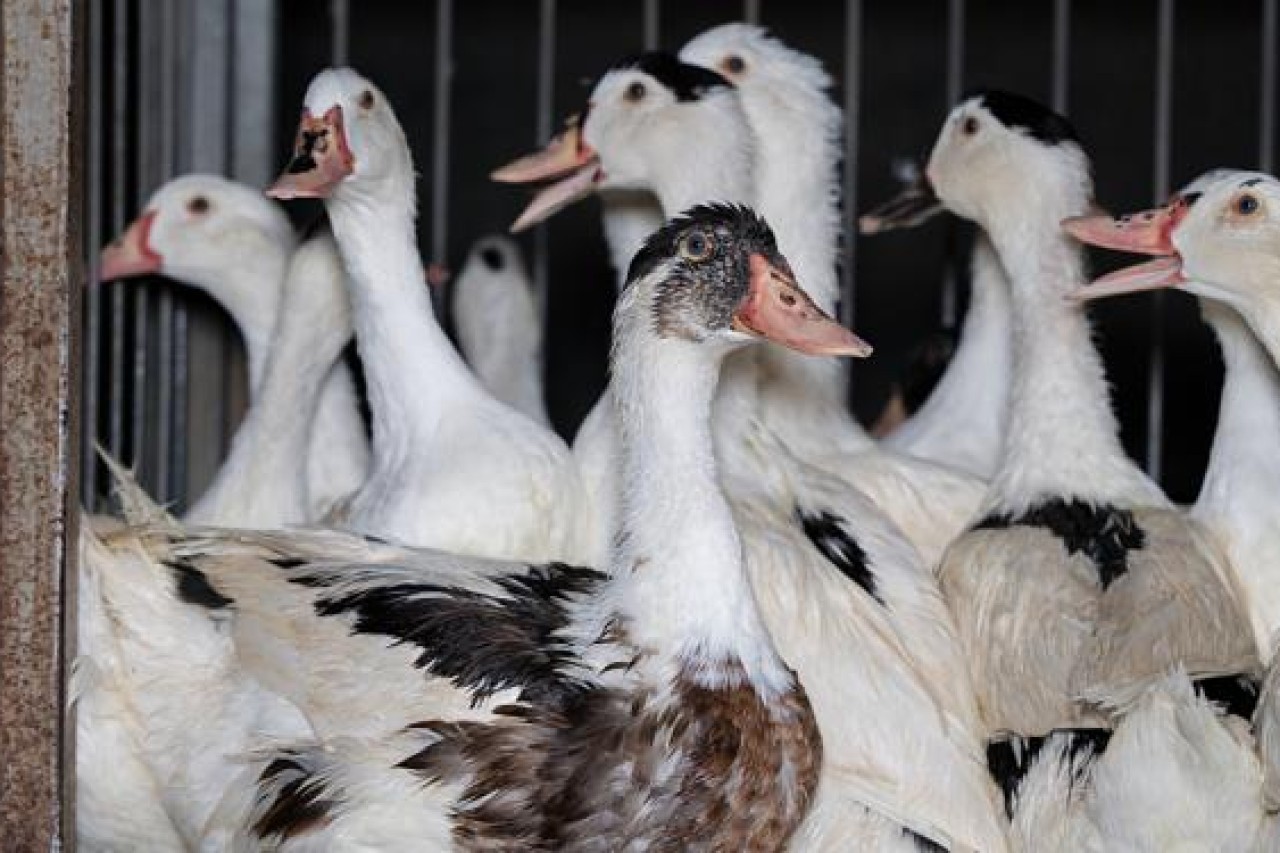 Stopfleber bei den Olympischen Spielen