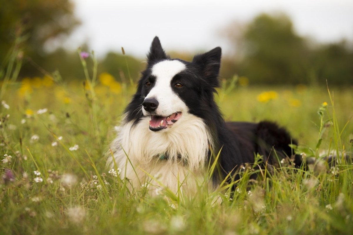 Wieder erschiesst in Graubünden seniler Hobby-Jäger einen Hund