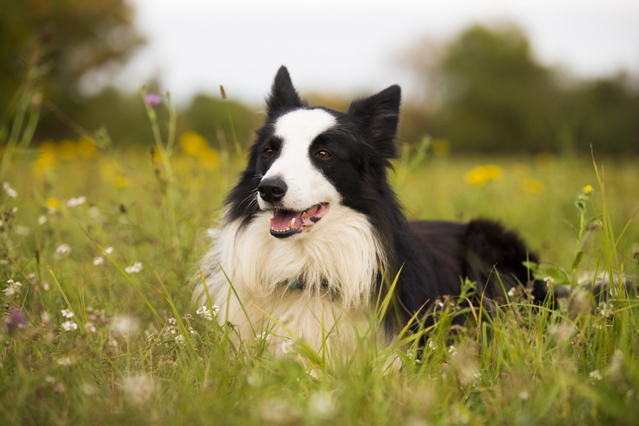 Di nuovo un cacciatore ricreativo senile nei Grigioni spara a un cane