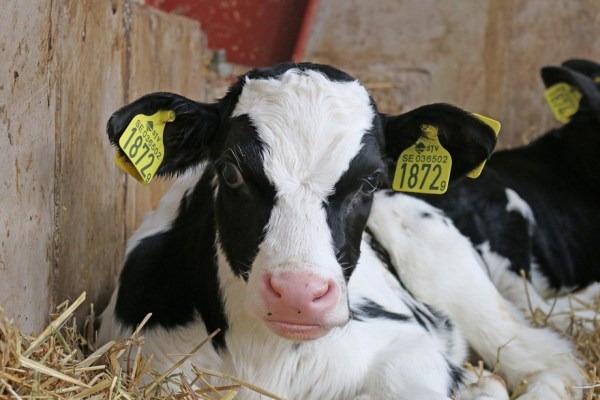 Kälber als Müll: Die Schattenseite der Milch