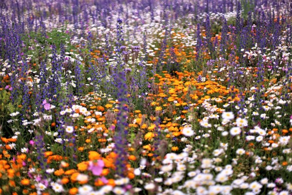 Biodiversität: Zürcher Tierschutz unterstützt Initiative