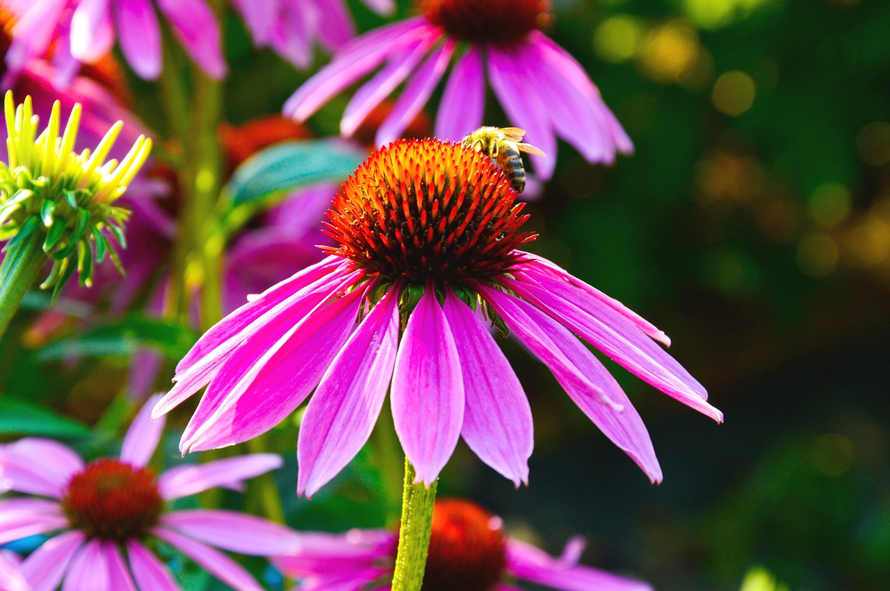 Biodiversitäts-Initiative: Handlungsbedarf in der Schweiz