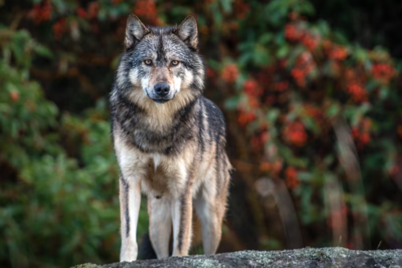 Wolf Takaya: Trophäenjagd-Kontroverse in Kanada