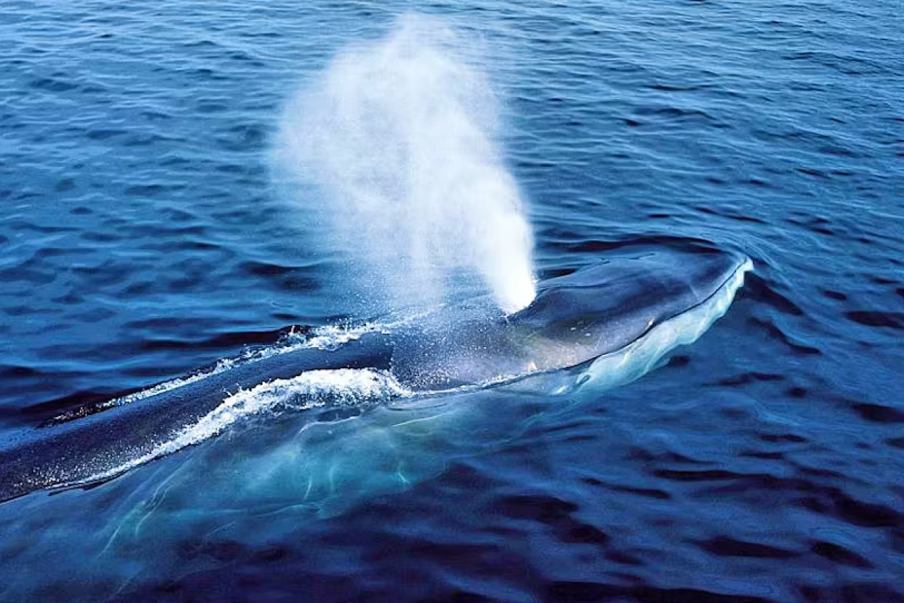 Japan jagt wieder Finnwale: Kritik wächst