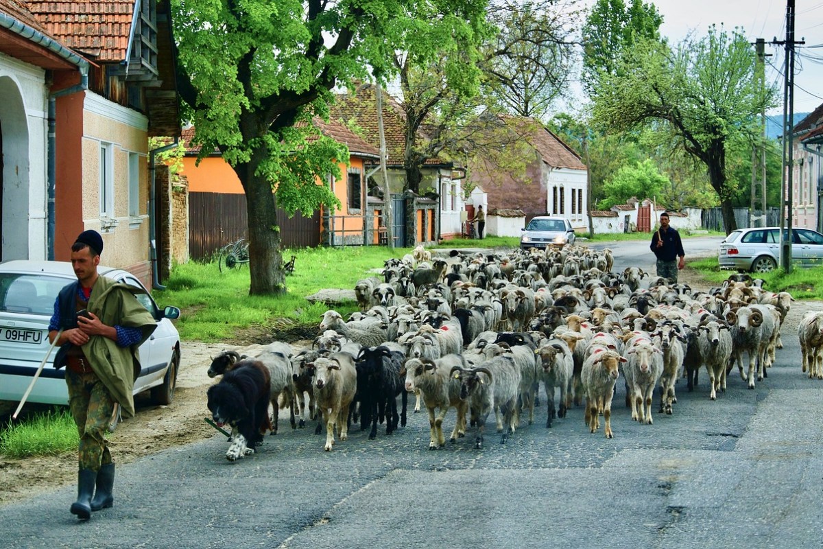 «Meine beiden Lieblingstiere sind Schafe und Wölfe»