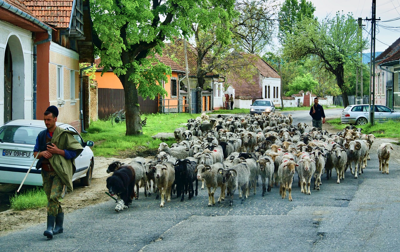 «My two favourite animals are sheep and wolves»