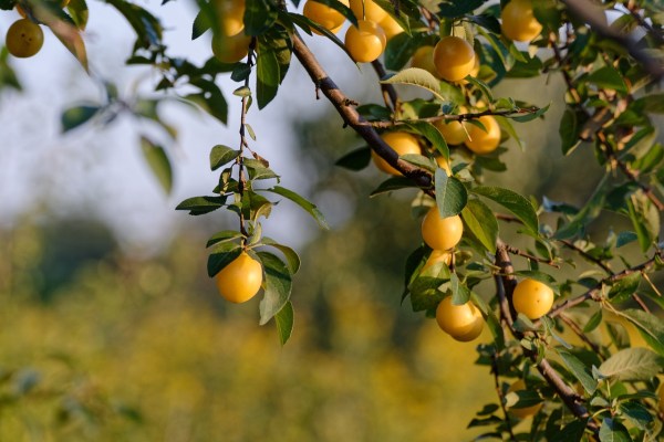 Mirabelles : courte saison pour la magnifique