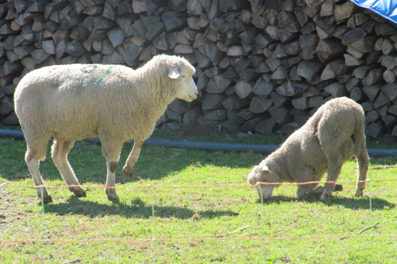 Moderhinke wird neu schweizweit bekämpft