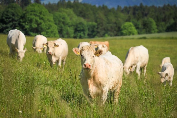 St. Gallen: PFAS-Fleisch darf nicht verkauft werden