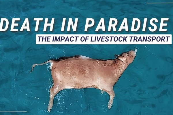 Tiertransporte bei extremer Hitze in Europa