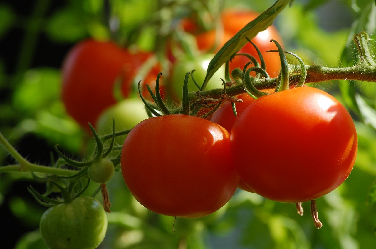Tomate Rote Königin der Küche
