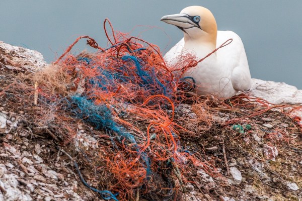 Wie menschlicher Müll die Tierwelt bedroht
