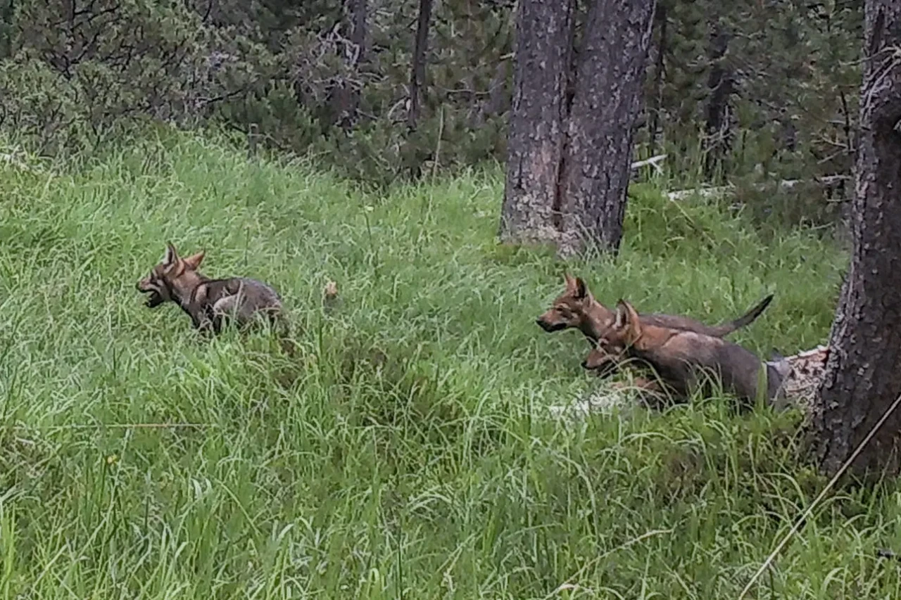 Wolfsnachwuchs im Schweizerischen Nationalpark