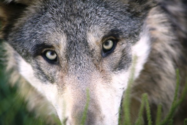 Wolfspolitik: Deutschland senkt Schutzstatus