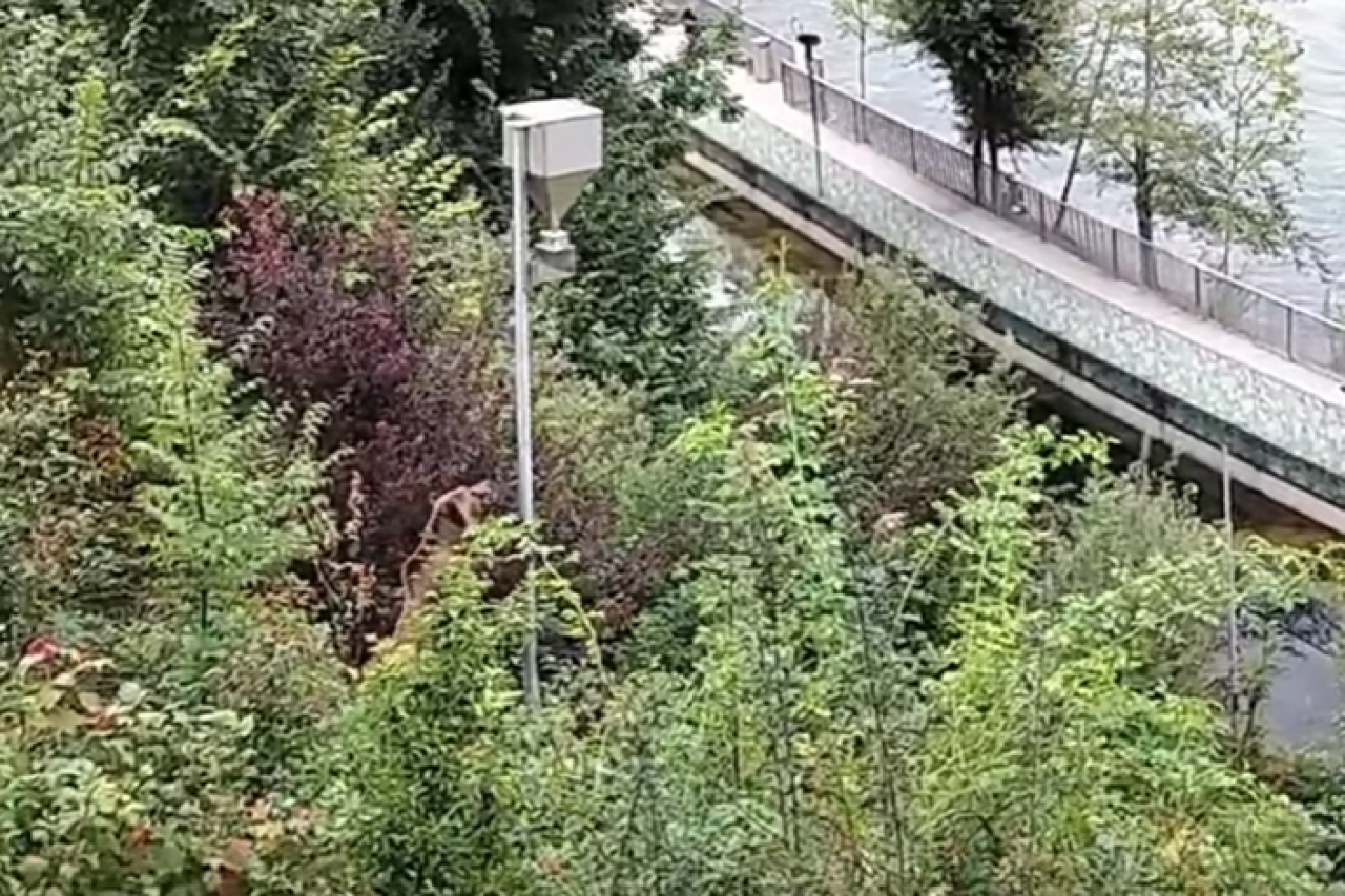 Bärenstark Futterautomat besteht den Test nicht