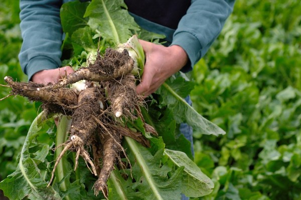 L'endive apporte des vitamines depuis l'obscurité