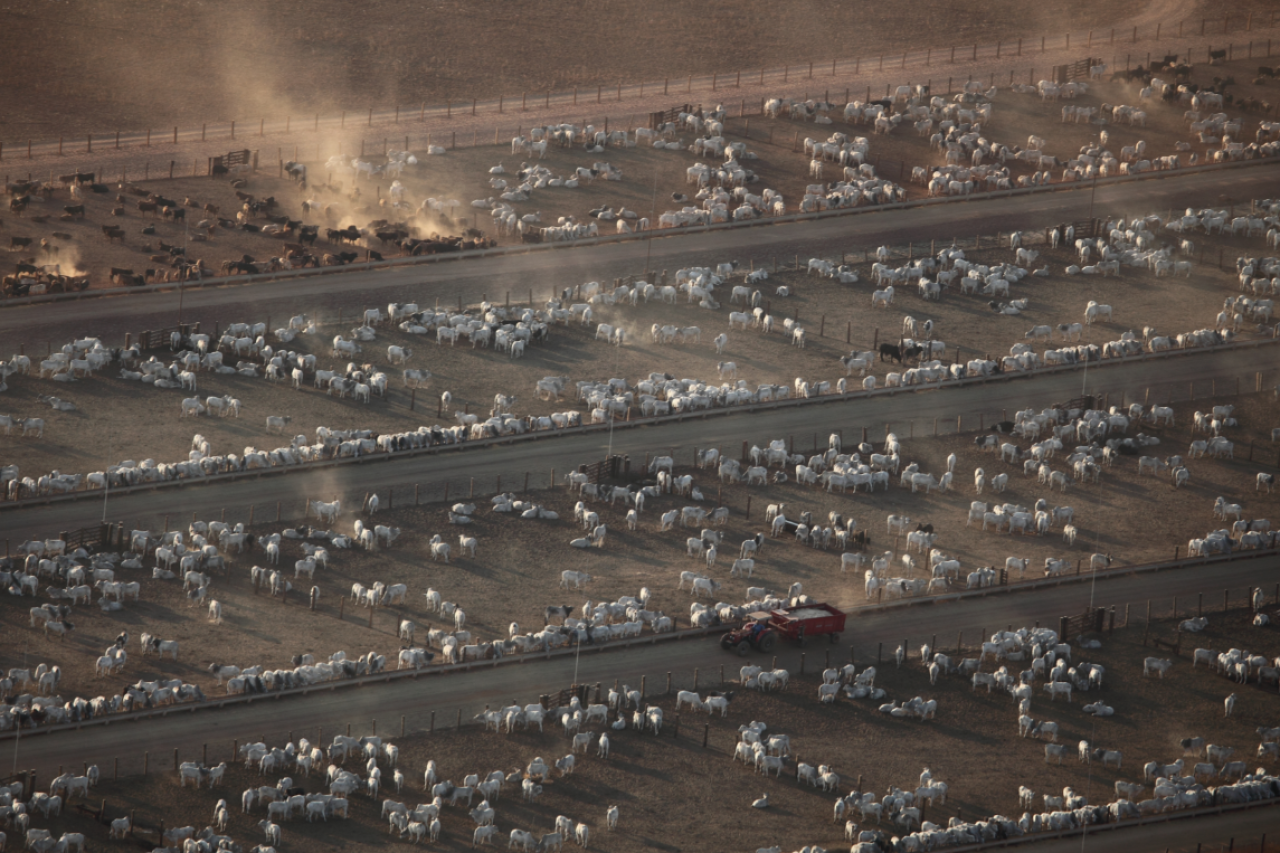 Entwaldung brasilianisches Fleisch in Schweizer Supermärkten