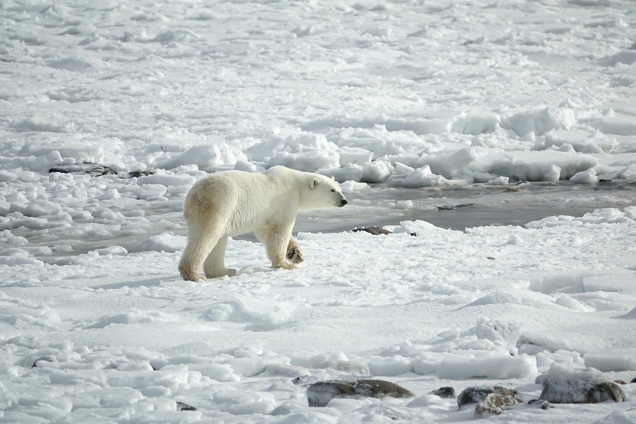 Islands Entscheidung zur Euthanasie eines bedrohten Tieres und die Folgen des Klimawandels