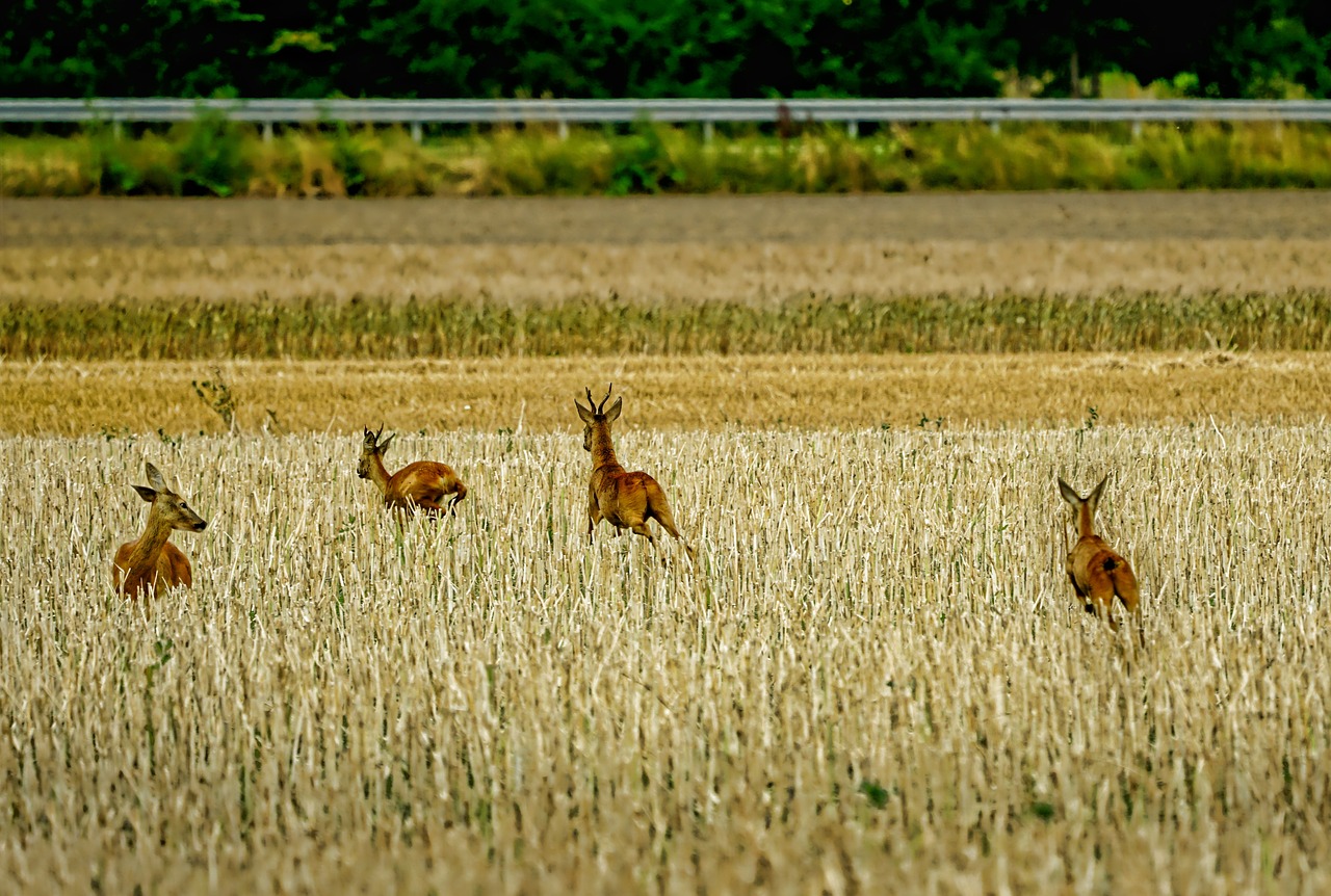 Les chasseurs de loisir suisses ont abattu près de 100'000 animaux sauvages l'année dernière