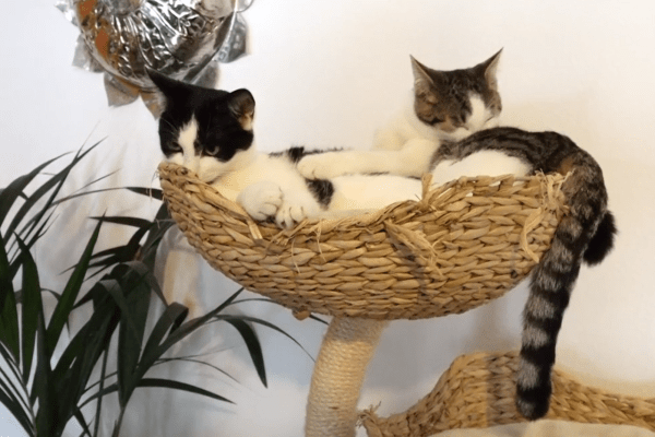 Tierpsychologin fordert Theoriekurs für Erstkatzenhalter