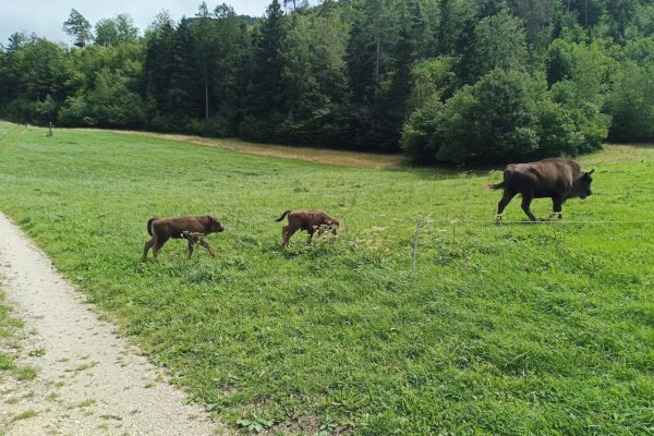 Wisent Thal: Erweiterung des Geheges und Verhaltensregeln