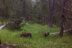 Wölfe im Schweizerischen Nationalpark Wissenschaftliche Argumente gegen den Abschuss des Fuorn-Rudels