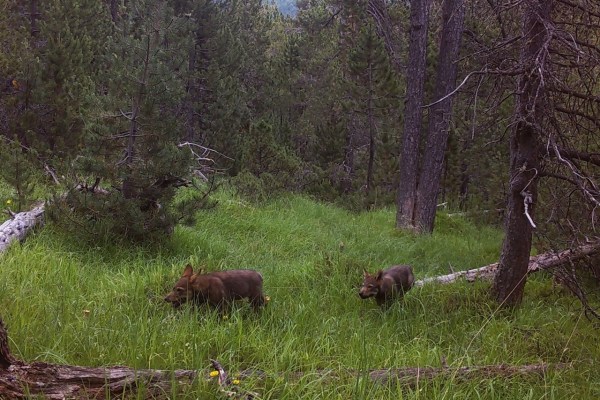 Nationalpark: Wissenschaft gegen Fuorn-Abschuss