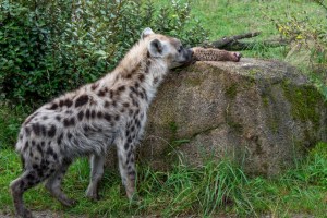 Zoo Zürich Hyänen erhalten widernatürlich Erdmännchen serviert