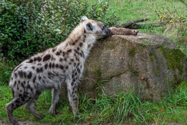 Zoo Zürich verfüttert Erdmännchen an Hyänen