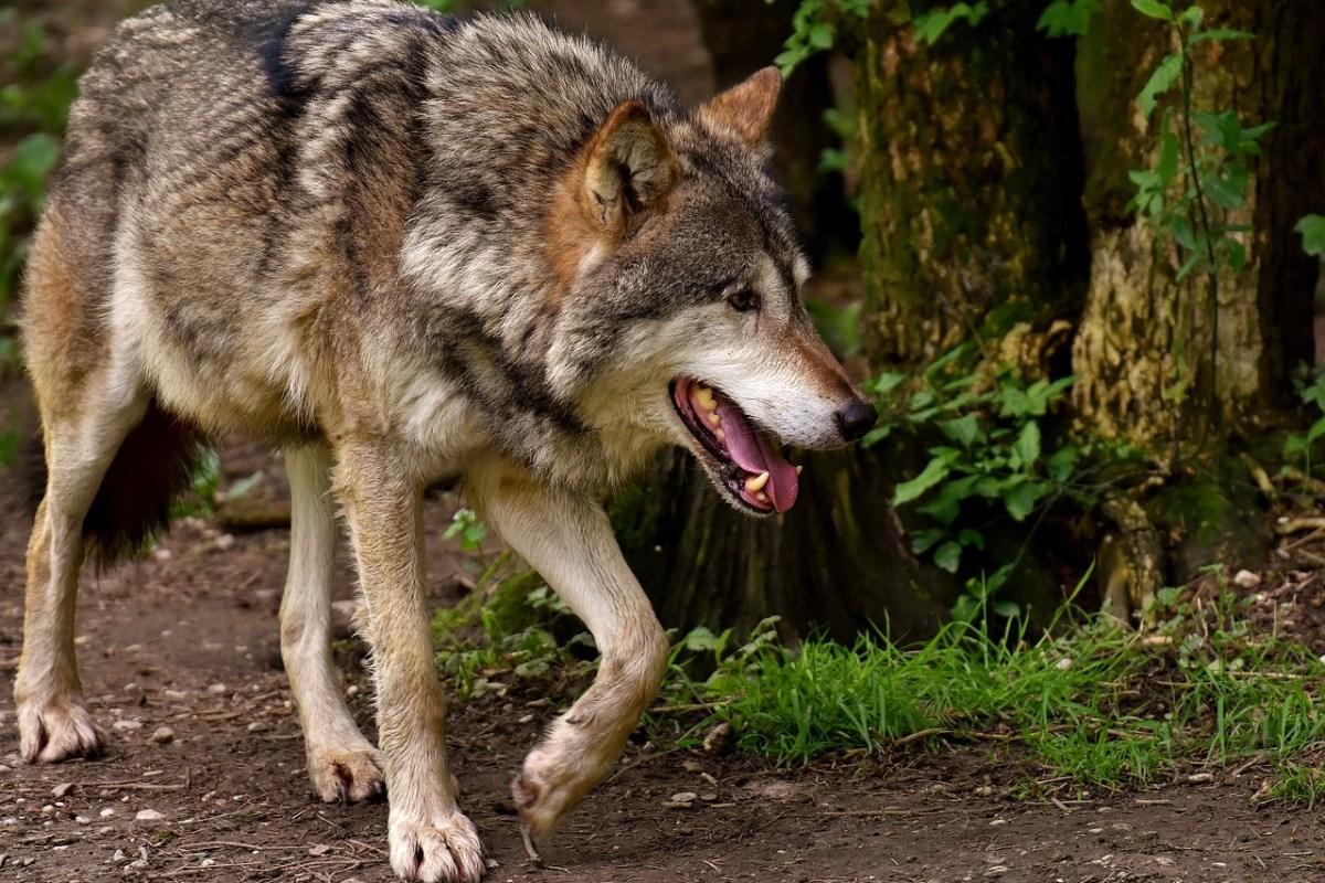 „Falsche“ Wölfin in Unterfranken getötet – PETA erstattet Strafanzeige gegen Unbekannt