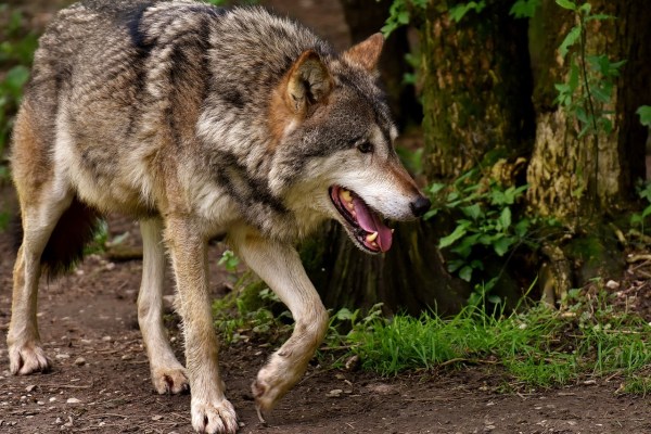 Falsche Wölfin getötet: PETA zeigt Behörde an