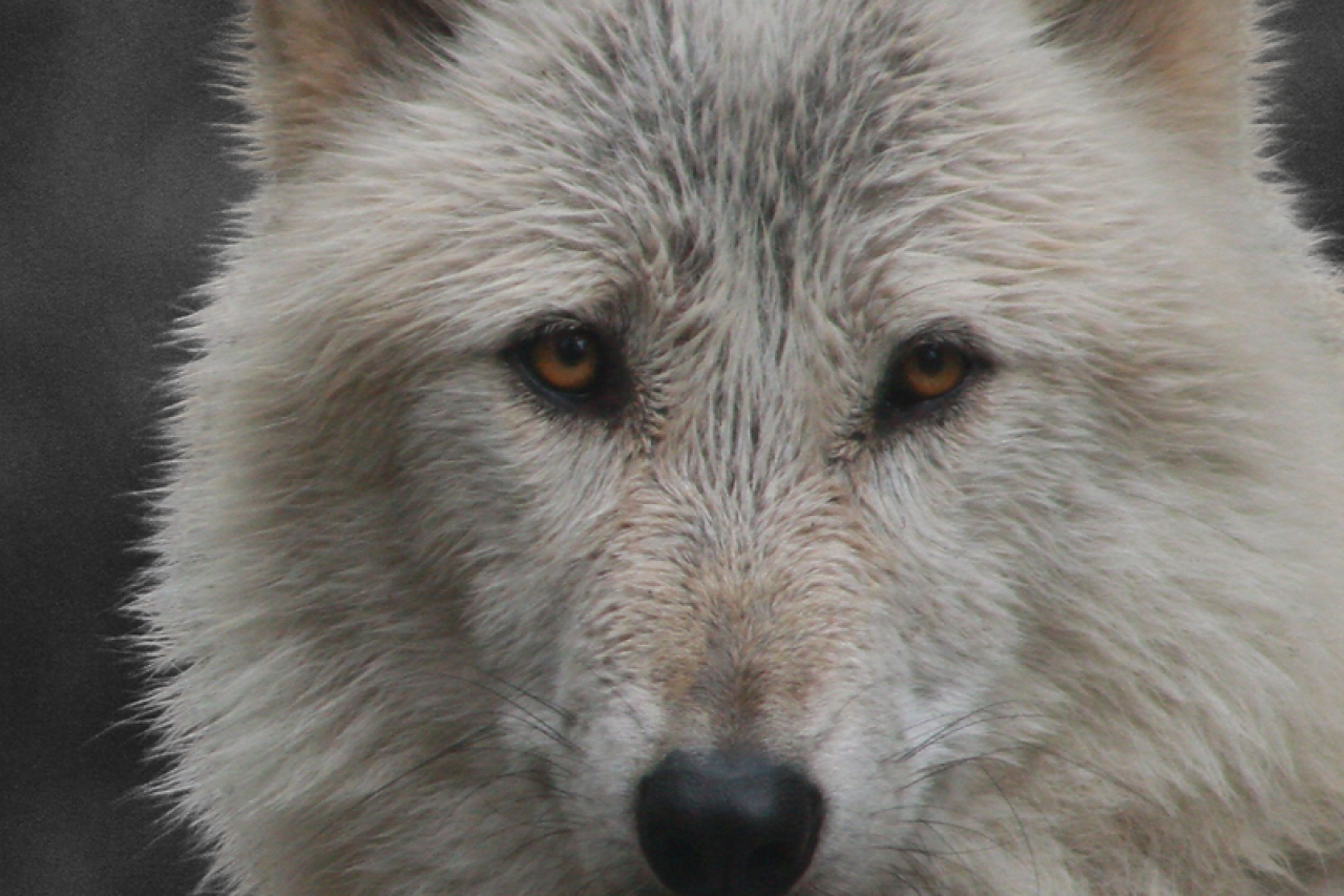 USA: Gesetz gegen Wildtiertötung mit Schneemobilen