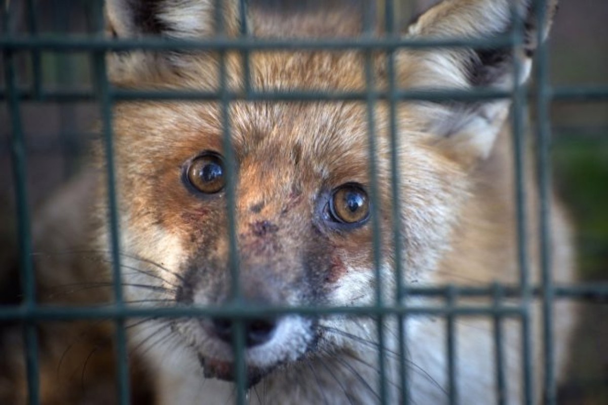 Bundesrat schlägt Fortschritte im Tierschutzgesetz vor Importverbot für tierquälerisch erzeugte Pelzprodukte