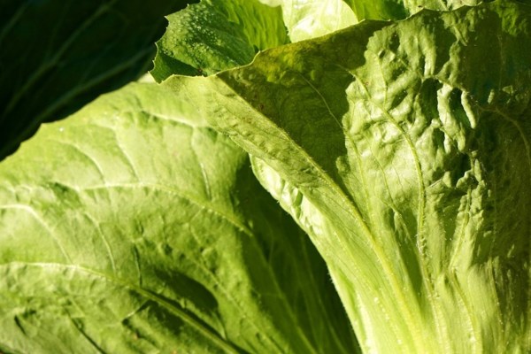 Le pain de sucre : de la fraîcheur pendant la saison froide
