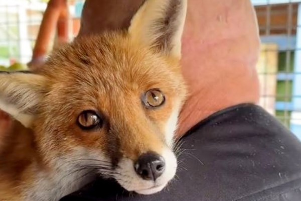 Geretteter Fuchs und sein Pfleger: Eine besondere Bindung