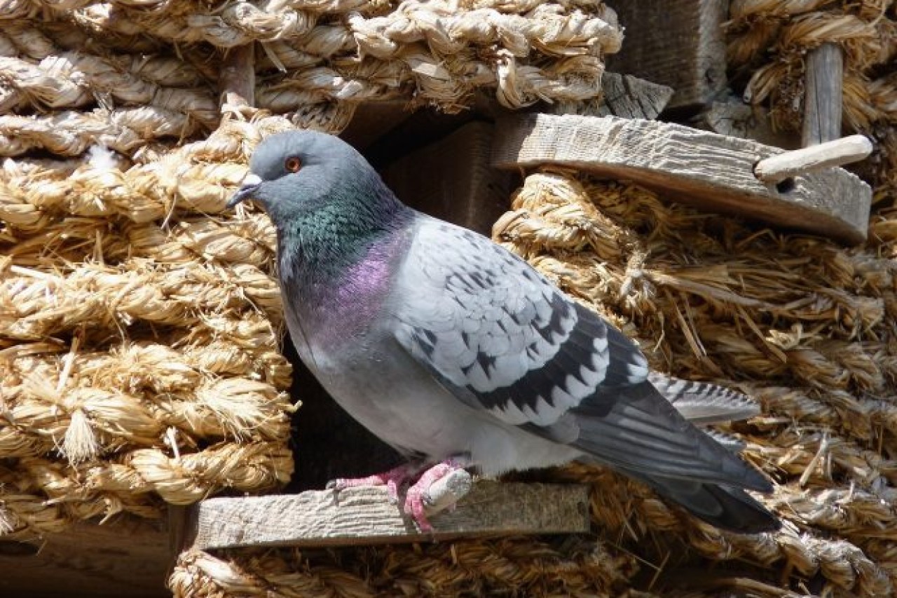 Critiche al modello di protezione dei piccioni di Augusta
