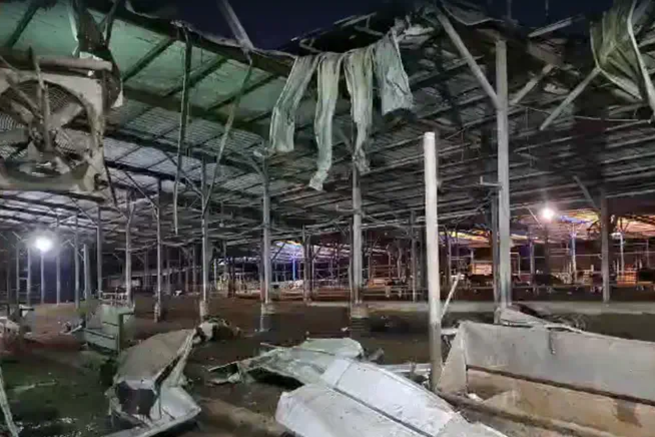 Live animals continue to be exported to Israel despite the war