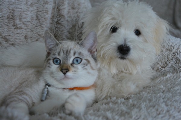 EU-Rechtsvorschriften für Hunde und Katzen: Nachbesserung nötig