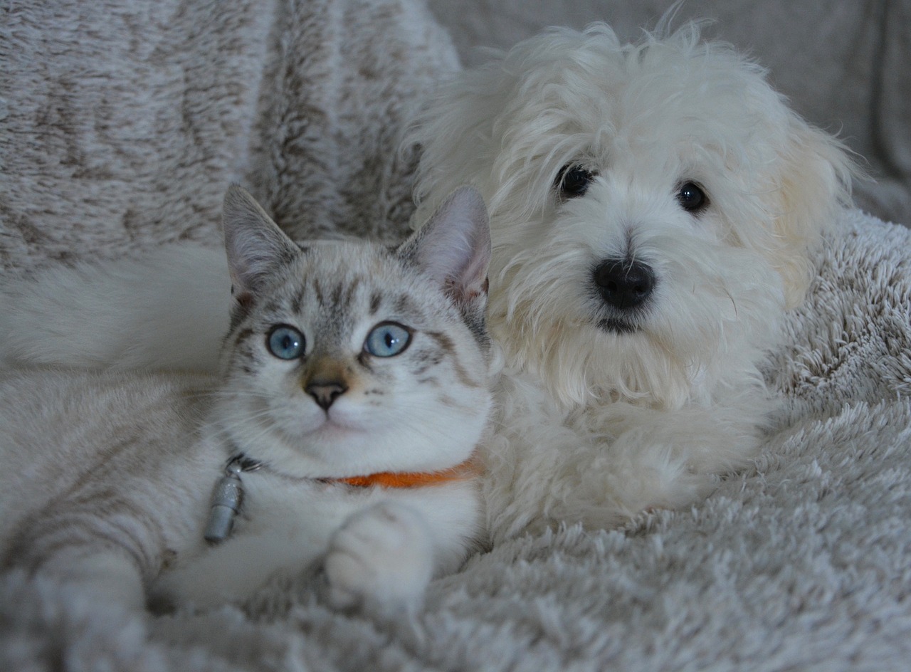 Neue Rechtsvorschriften für Hunde und Katzen Was muss verbessert werden