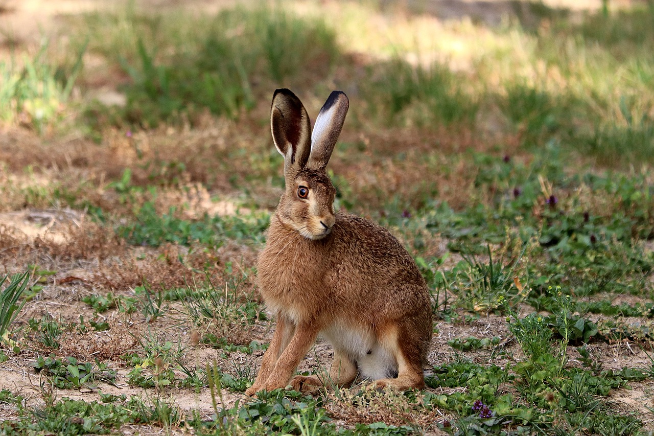 Austria: 1,100 hares killed every single day