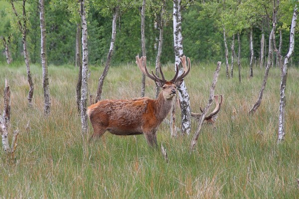 PFAS im Wildfleisch: Verzehrwarnung für Hobby-Jäger