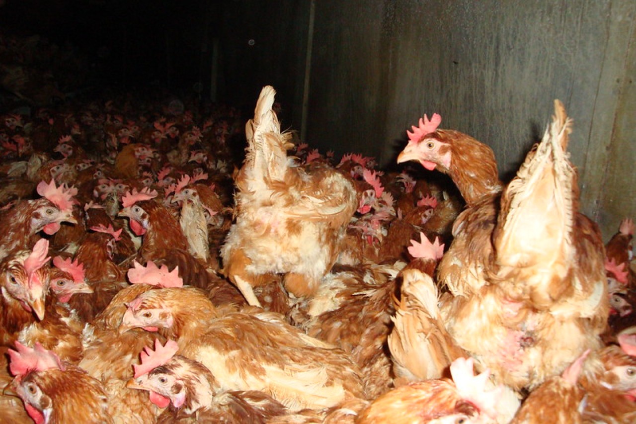 Pandemiegefahr durch Tierfabriken Vogelgrippe-Ausbruch in Polen fordert 1 Million Hühnerleben